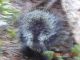 2026-06-04 07;07 a creature