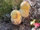 2026-08-29 13;18 good looking mushrooms